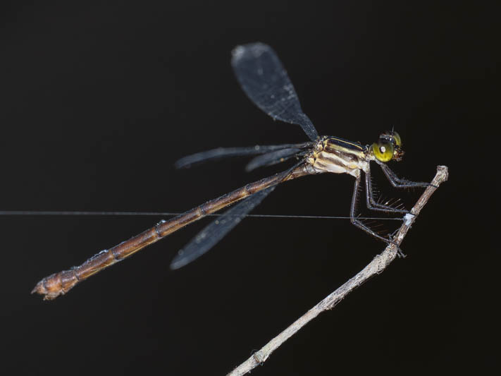 Heteragrion erythrogastrum (Red and Black Flatwing)-5.jpg